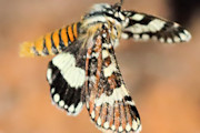 Pasture Day Moth (Apina callisto) (Apina callisto)